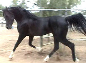 black arabian horses stud arizona scottsdale khemosabi el shaklan
